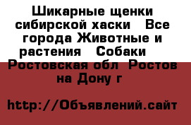 Шикарные щенки сибирской хаски - Все города Животные и растения » Собаки   . Ростовская обл.,Ростов-на-Дону г.